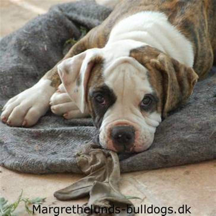 Amerikansk bulldog Hubert billede 2