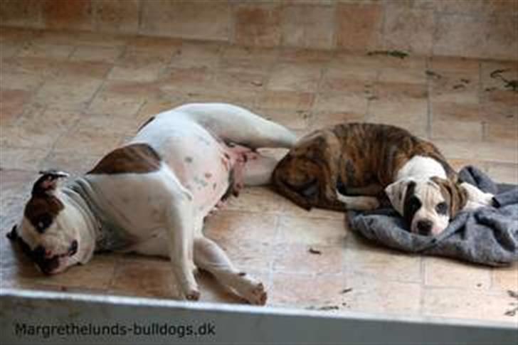 Amerikansk bulldog Hubert billede 3