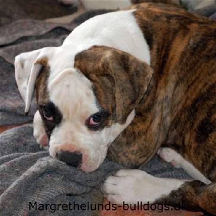 Amerikansk bulldog Hubert billede 4