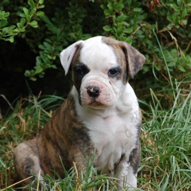 Amerikansk bulldog Hubert billede 5