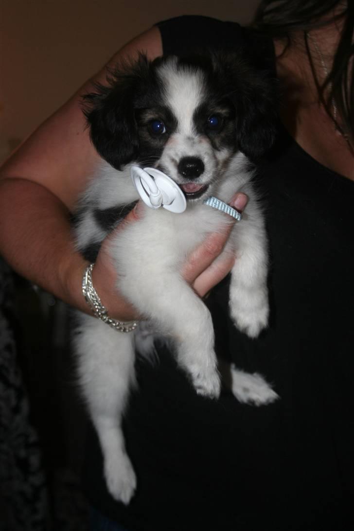 Papillon Zulu billede 6