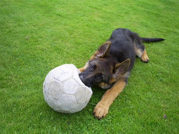 Schæferhund Kiba (Sandkærgårds Klodo) - farlig lille satan :) billede 7