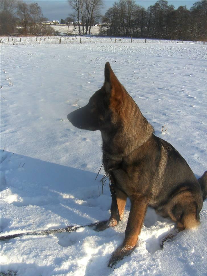Schæferhund Kenzally´s Alpha (Kenzo) R.I.P   : ( - Smukke Kenzo på tur i sneen.. d.3-1-10 billede 12