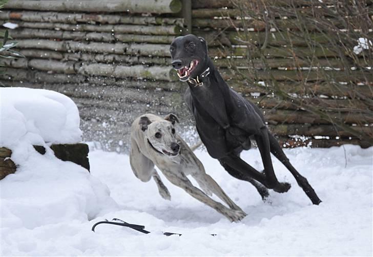 Greyhound Money *2010* - Money ude og løbe med hans bedste ven.. De er begge trænet på vædeløbsbanen.. og det ses tydeligt da de ALTID skal løbe om kap i haven... billede 6