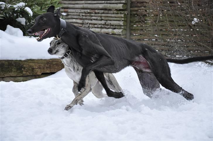 Greyhound Money *2010* - ..og her kan man jo passende ydnytte sin størelse til at presse sin konkurent væk :)  .. billede 7