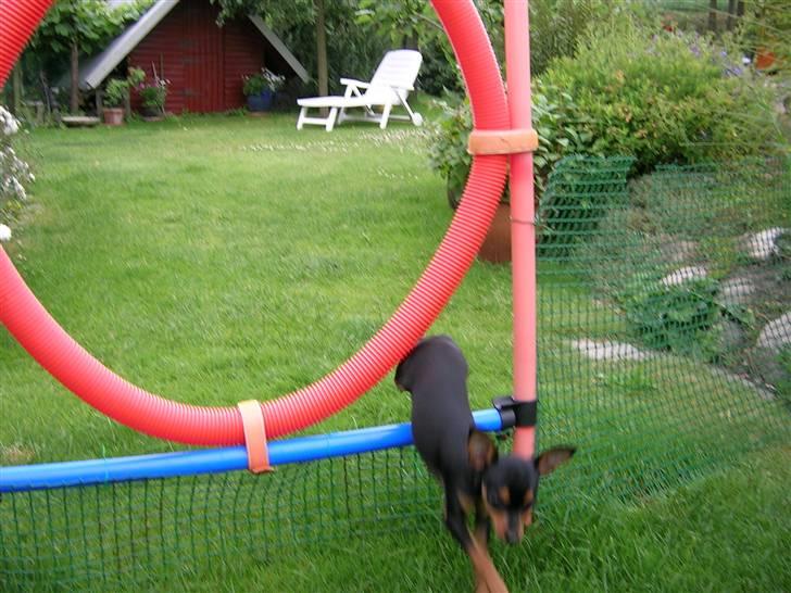 Prazsky krysarik Marlenka - Et lille hop gennem hjørnet billede 1