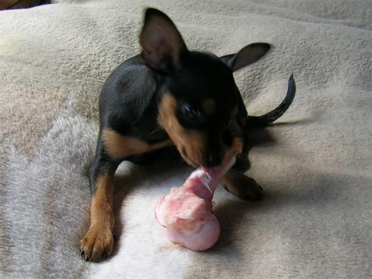 Prazsky krysarik Marlenka - Marlenka elsker at gnave ben billede 2