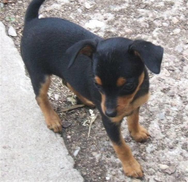 Prazsky krysarik Marlenka - Det er et billede taget i Tjekkiet i kennelen billede 3