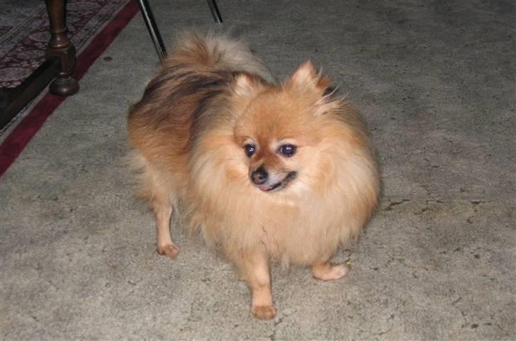 Pomeranian Ursula billede 8