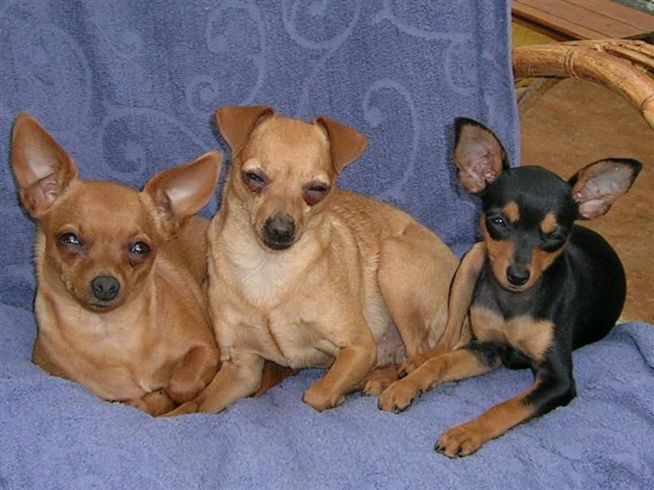 Prazsky krysarik Marlenka - Her er Marlenka sammen med Caramelka og Wiliem billede 4