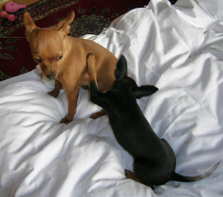 Prazsky krysarik Marlenka - Marlenka prøver på at få Caramelka til at lege. billede 5