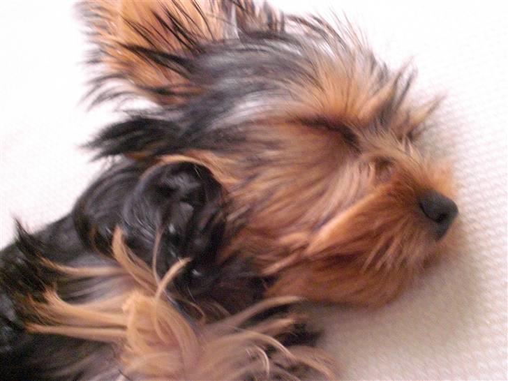 Yorkshire terrier Bimse SilverStar billede 12