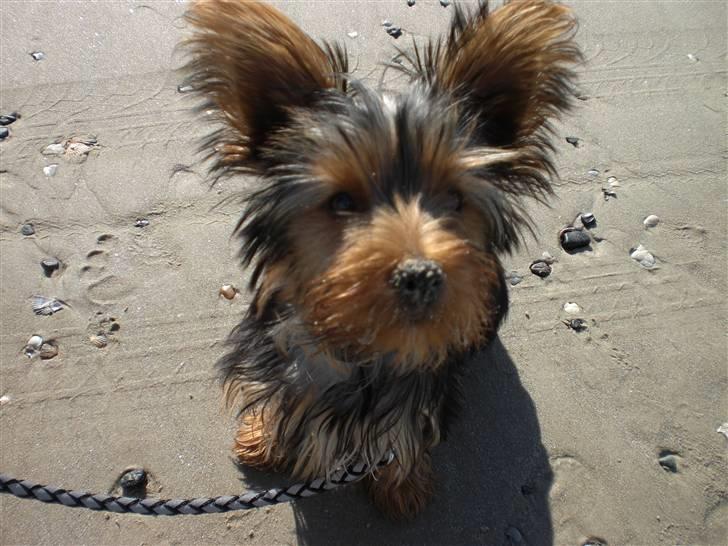 Yorkshire terrier Bimse SilverStar - ELSKER stranden billede 13