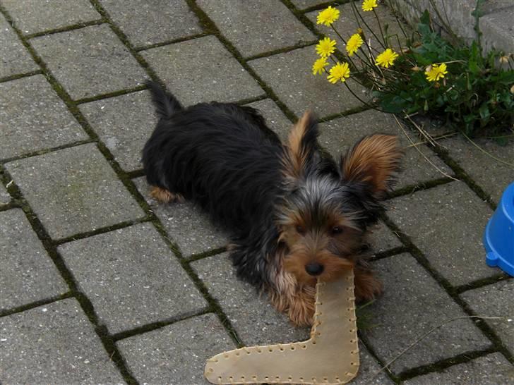 Yorkshire terrier Bimse SilverStar billede 14
