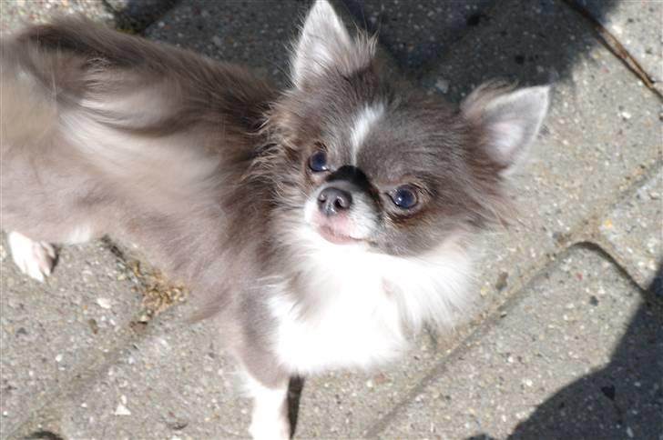 Chihuahua frebona's miss aisha bine "udstationeret" billede 2