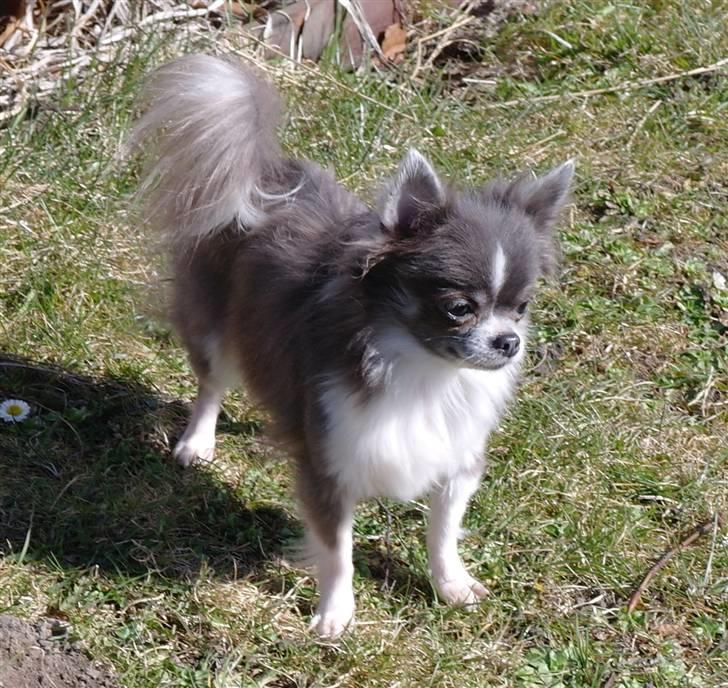 Chihuahua frebona's miss aisha bine "udstationeret" billede 3