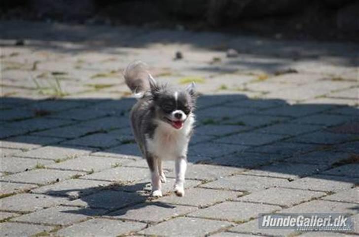 Chihuahua frebona's miss aisha bine "udstationeret" - bine er suuuper glad.. ;O) (vidunder foto´et er taget af michelle til chihuahua træf) billede 4