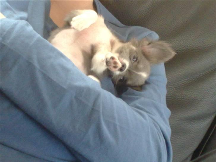 Chihuahua frebona's miss aisha bine "udstationeret" billede 5