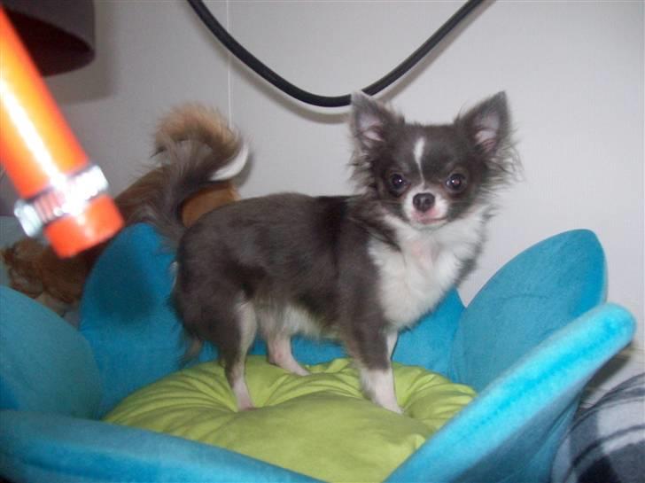 Chihuahua frebona's miss aisha bine "udstationeret" - endnu et nyt billede 6