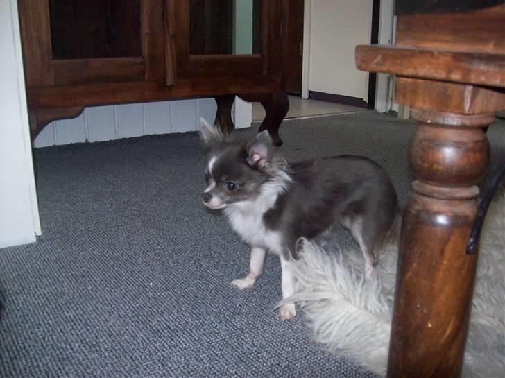 Chihuahua frebona's miss aisha bine "udstationeret" billede 7