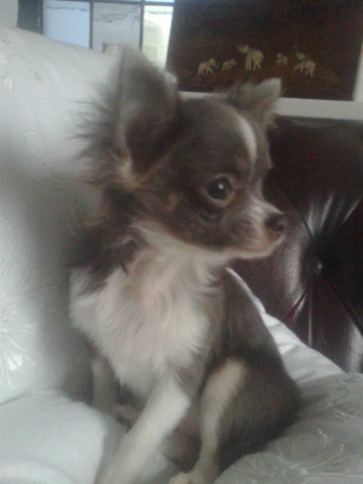 Chihuahua frebona's miss aisha bine "udstationeret" billede 8