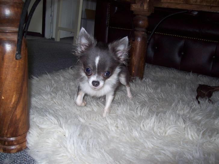 Chihuahua frebona's miss aisha bine "udstationeret" billede 9