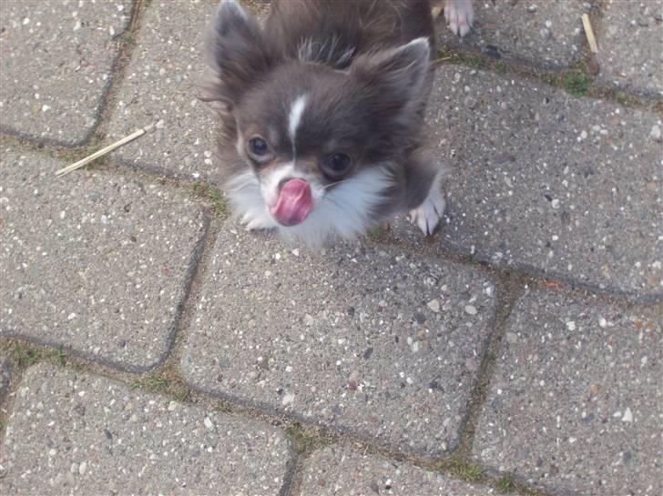 Chihuahua frebona's miss aisha bine "udstationeret" billede 10