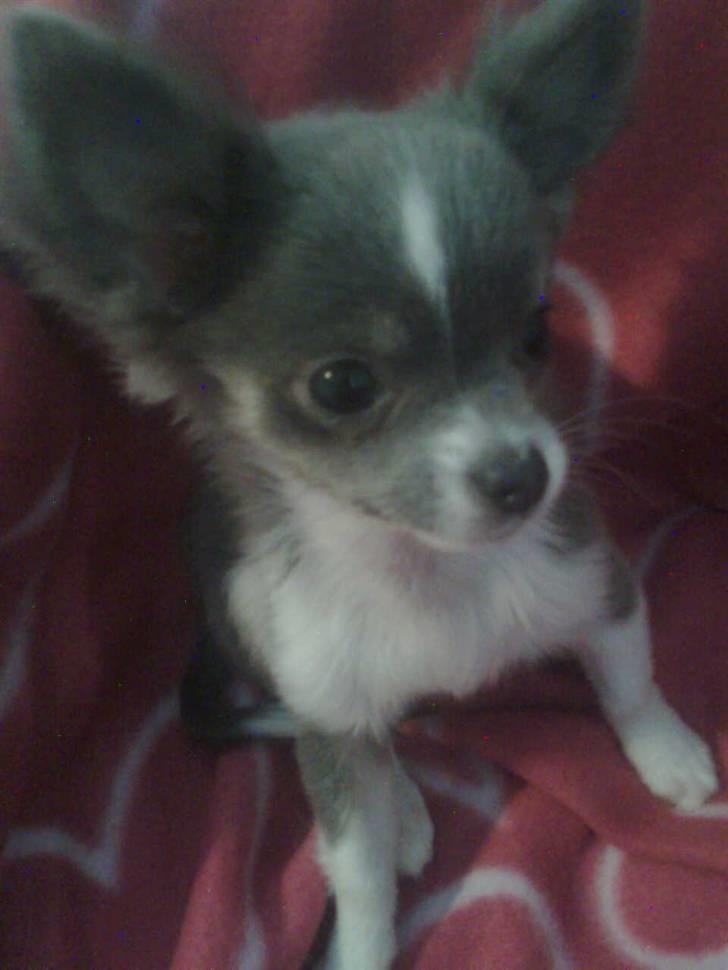 Chihuahua frebona's miss aisha bine "udstationeret" billede 11