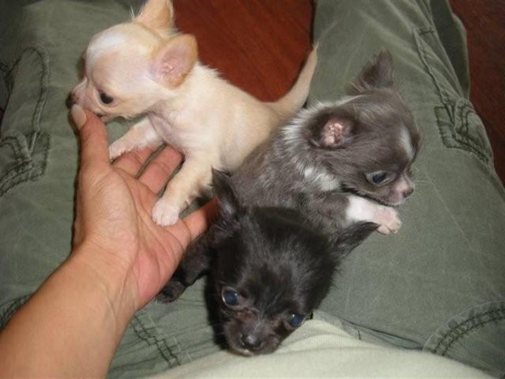 Chihuahua frebona's miss aisha bine "udstationeret" billede 12