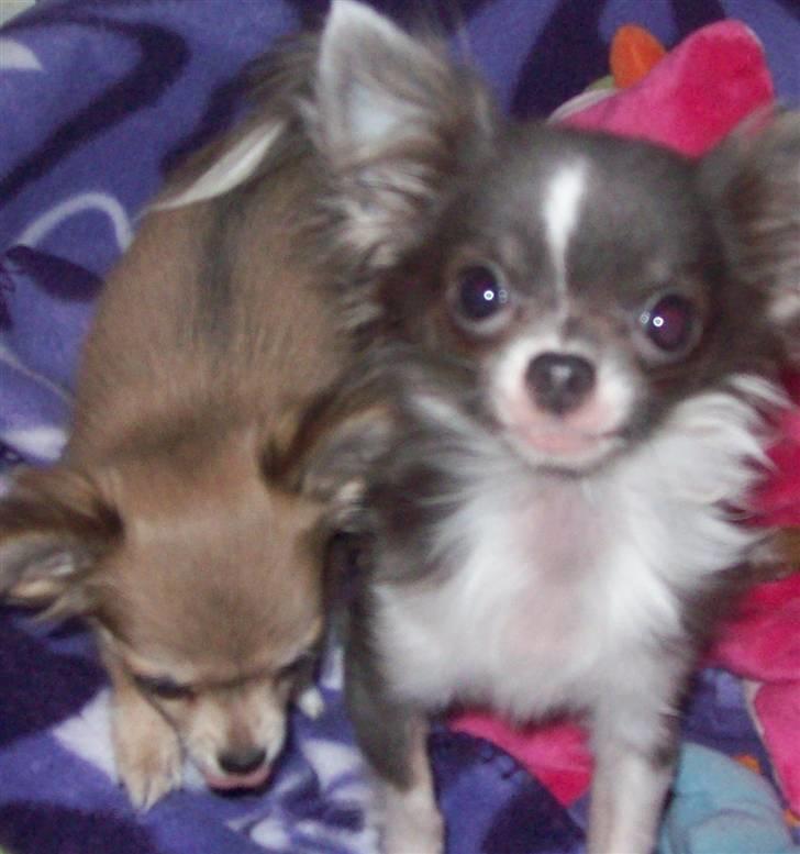 Chihuahua frebona's miss aisha bine "udstationeret" billede 13