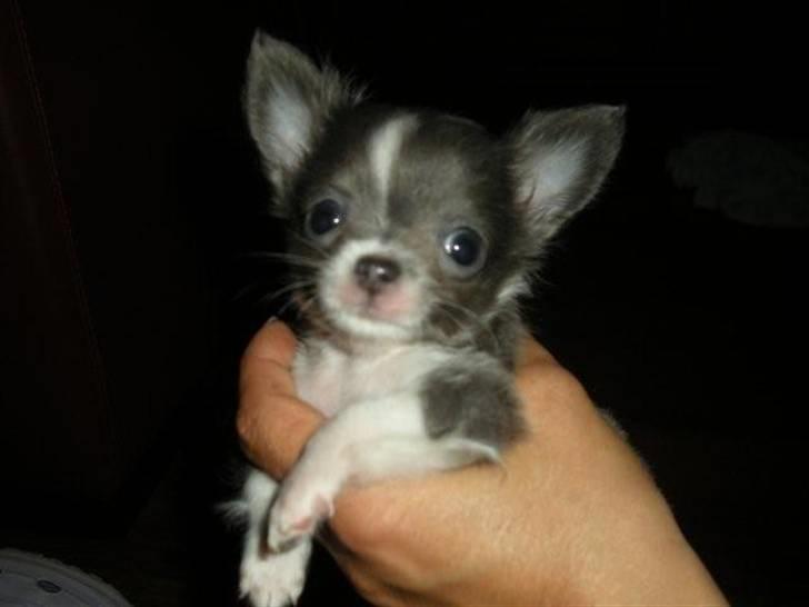 Chihuahua frebona's miss aisha bine "udstationeret" billede 14