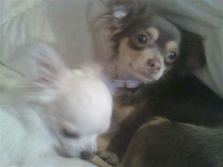 Chihuahua sns bolette nyby's Beta - beta og bailey elsker bare hinanden. når bate er der, er der in´gen andre der duer for bailey. så søde sammen. billede 6