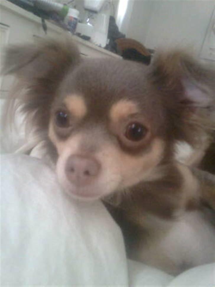 Chihuahua sns bolette nyby's Beta - eyyy mor. flere billeder. okaaay så poserer jeg. klar 3. 2. 1.  billede 7