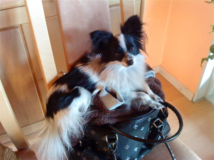 Papillon Baby-Mor/Svigermors billede 11