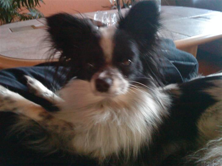 Papillon Baby-Mor/Svigermors billede 12