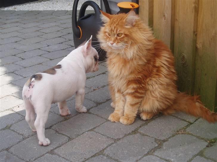 Fransk bulldog Fithian's Na'omiy (Wilma) billede 9