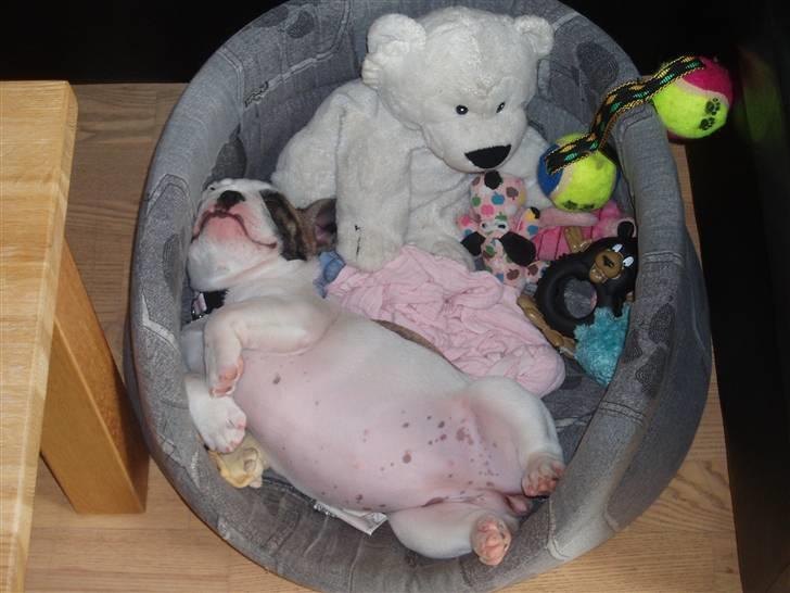 Fransk bulldog Fithian's Na'omiy (Wilma) billede 10