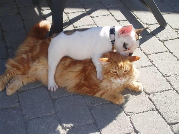 Fransk bulldog Fithian's Na'omiy (Wilma) - Jeg kan godt klare katten selvom han er stor.. billede 11