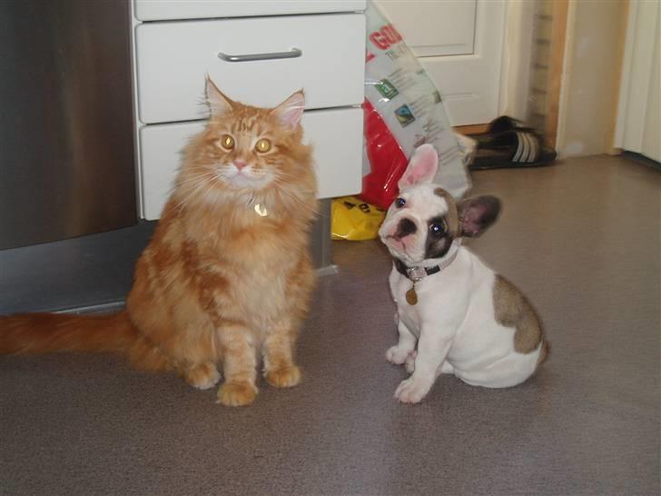 Fransk bulldog Fithian's Na'omiy (Wilma) - Er vi ikke fine...? billede 12