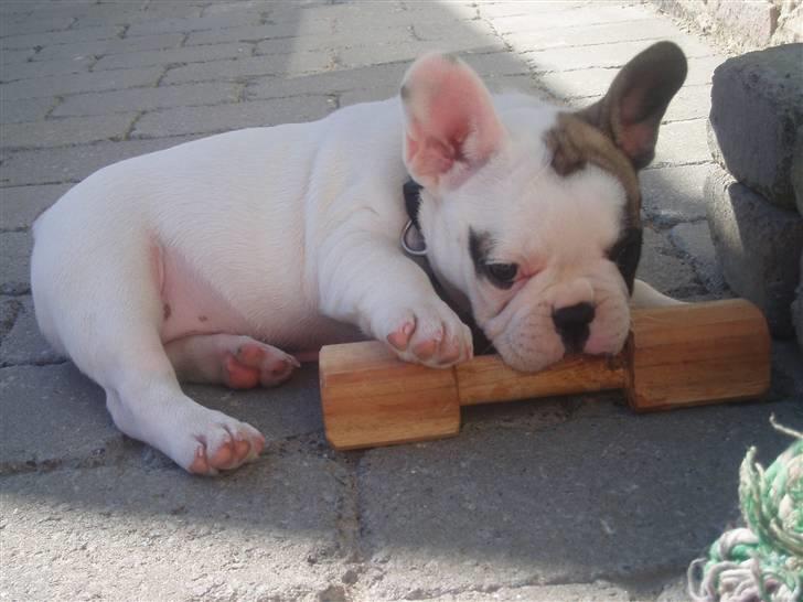 Fransk bulldog Fithian's Na'omiy (Wilma) billede 13