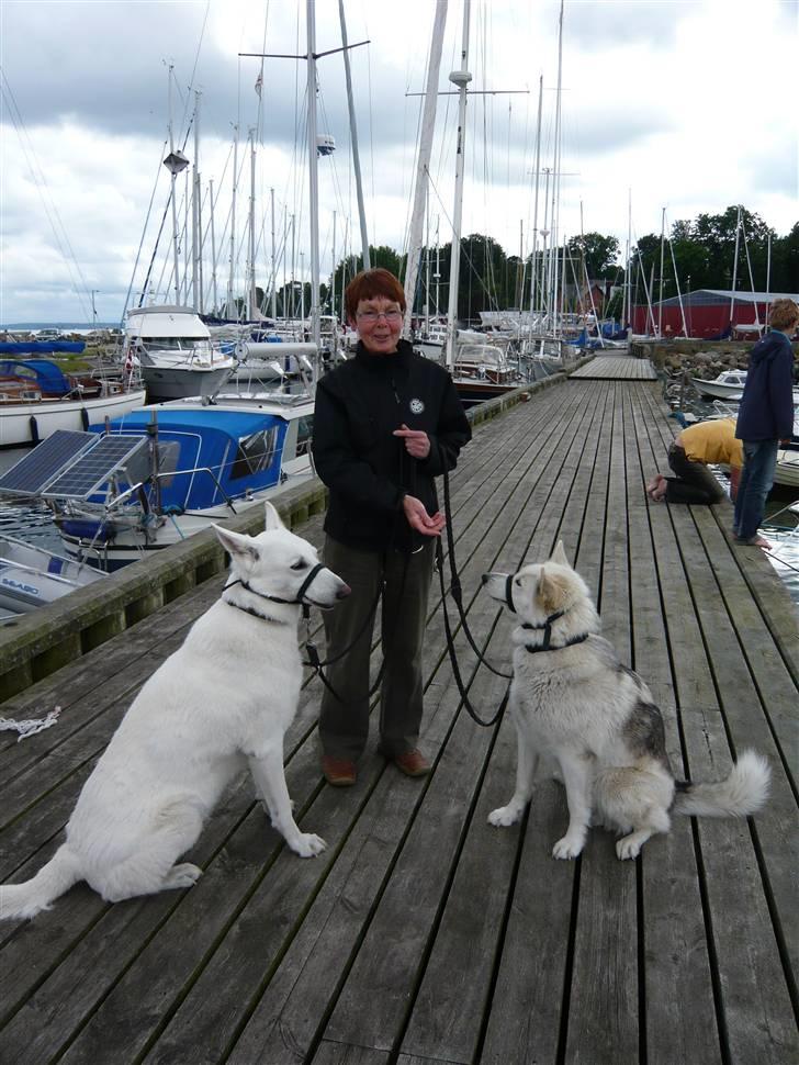 Blanding af racer Nanoq - Gentle Leader grimer  billede 9