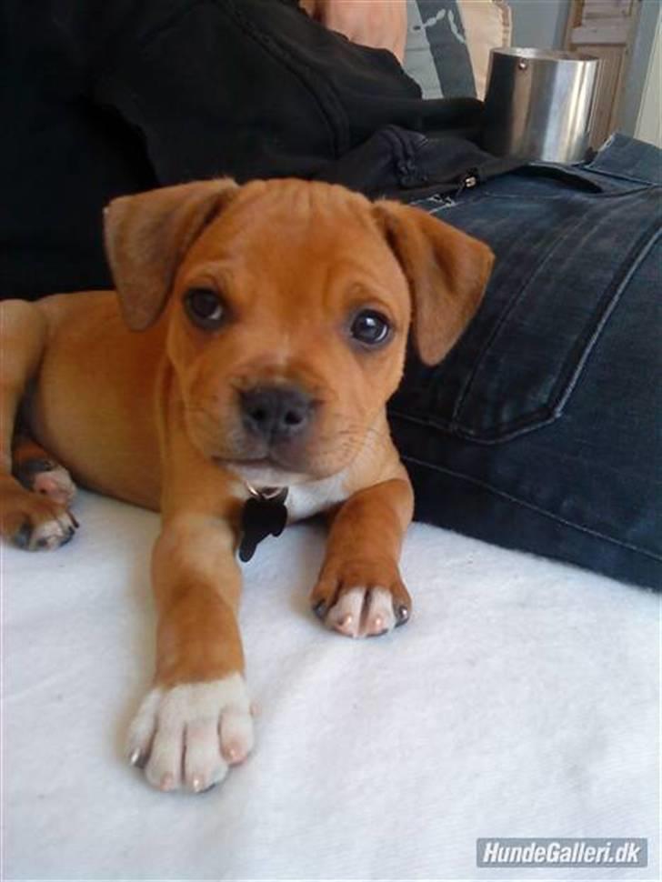 Staffordshire bull terrier Tovdal's Bailey - (8 uger) Lige fået ham (:  billede 9