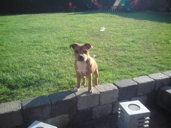Staffordshire bull terrier Tovdal's Bailey - (næsten 5 måneder)  billede 10