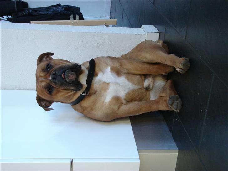 Olde english bulldogge bullgaard,s anton billede 9