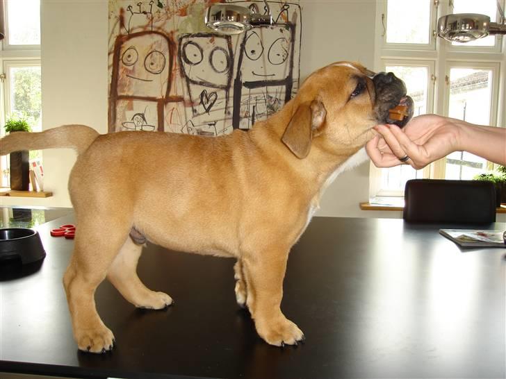 Olde english bulldogge bullgaard,s anton billede 10