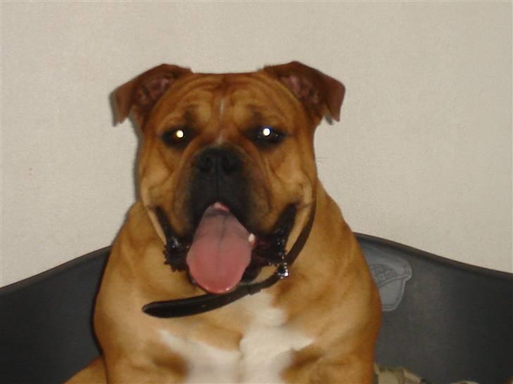 Olde english bulldogge bullgaard,s anton billede 11