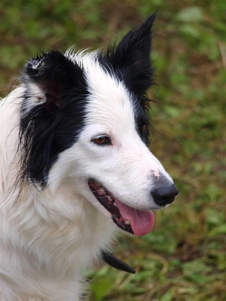 Border collie Candy (;<3 billede 12