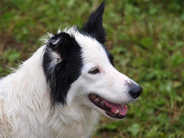 Border collie Candy (;<3 billede 13