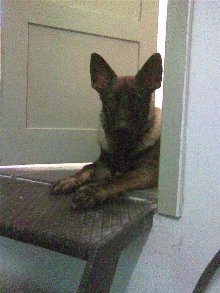 Schæferhund Sam - Kigger ud over værkstedet billede 15