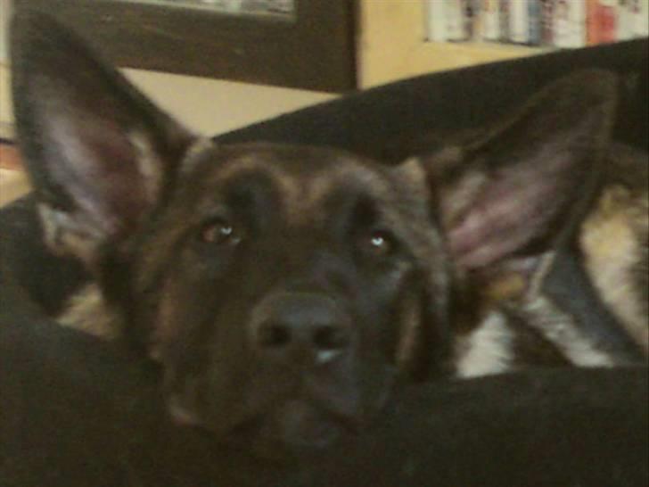 Schæferhund Sam - Træt :) billede 17